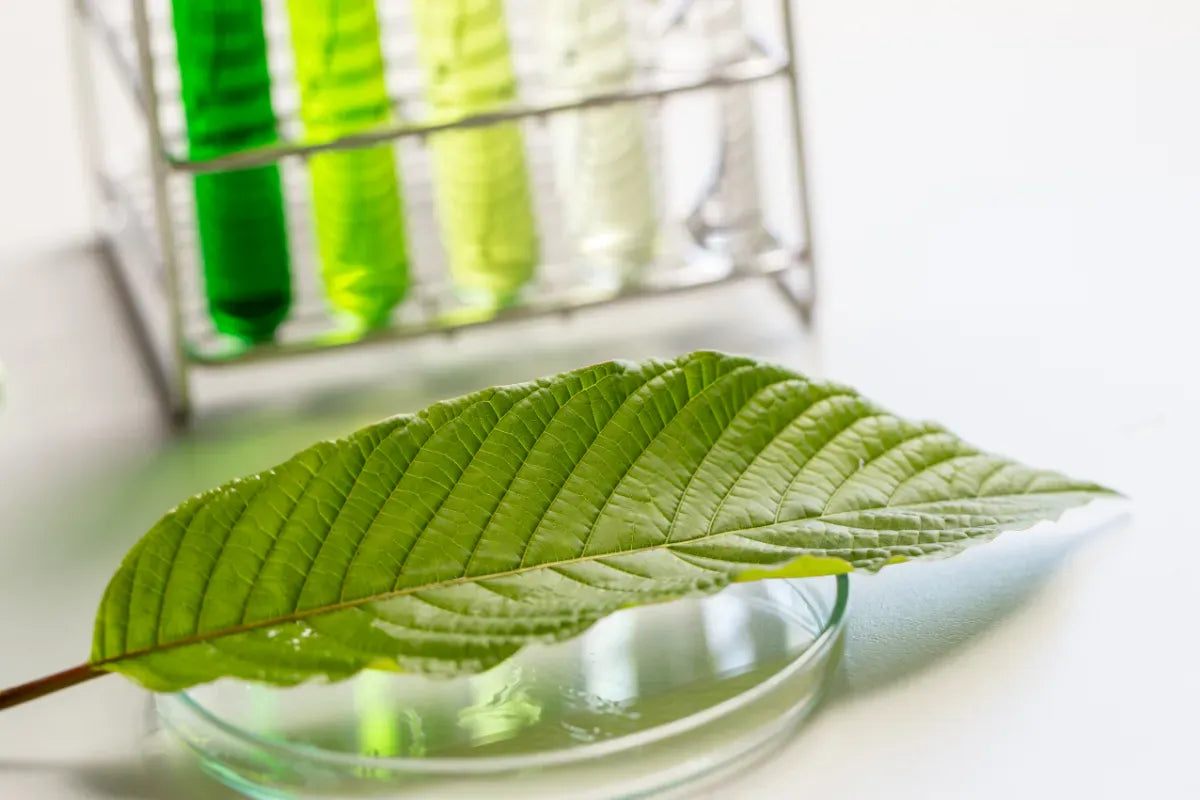 A kratom leaf on a petri dish with test tubes behind it in a lab
