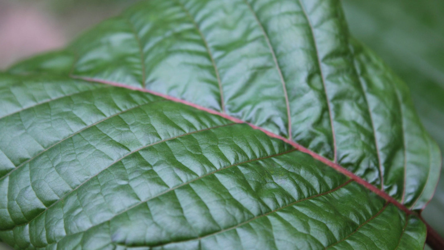 Close-up of a green kratom leaf (Mitragyna speciosa) showing the red vein running along its midrib