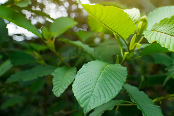 Green kratom (Mitragyna speciosa) leaves growing on the tree
