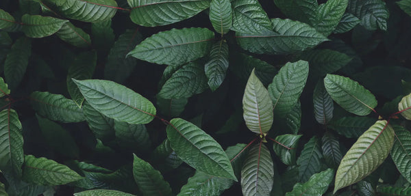 Dense, dark green kratom leaves, close up