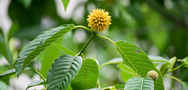 A flowering kratom branch, close up