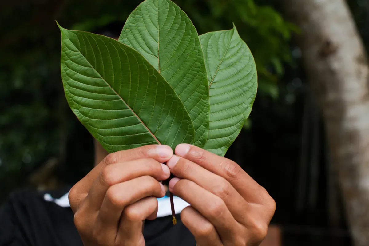 Hands holding a fan of fresh kratom leaves