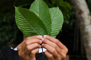 Hands holding a fan of fresh kratom leaves
