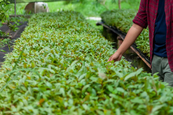 A grower tending young kratom plants in a nursery bed