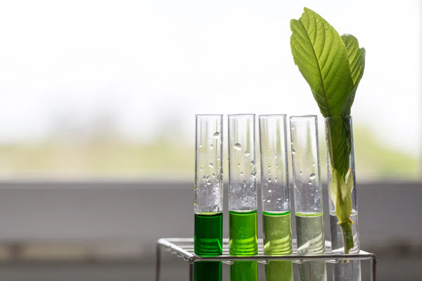 Test tubes of green liquid beside a sprig of kratom leaves in a lab