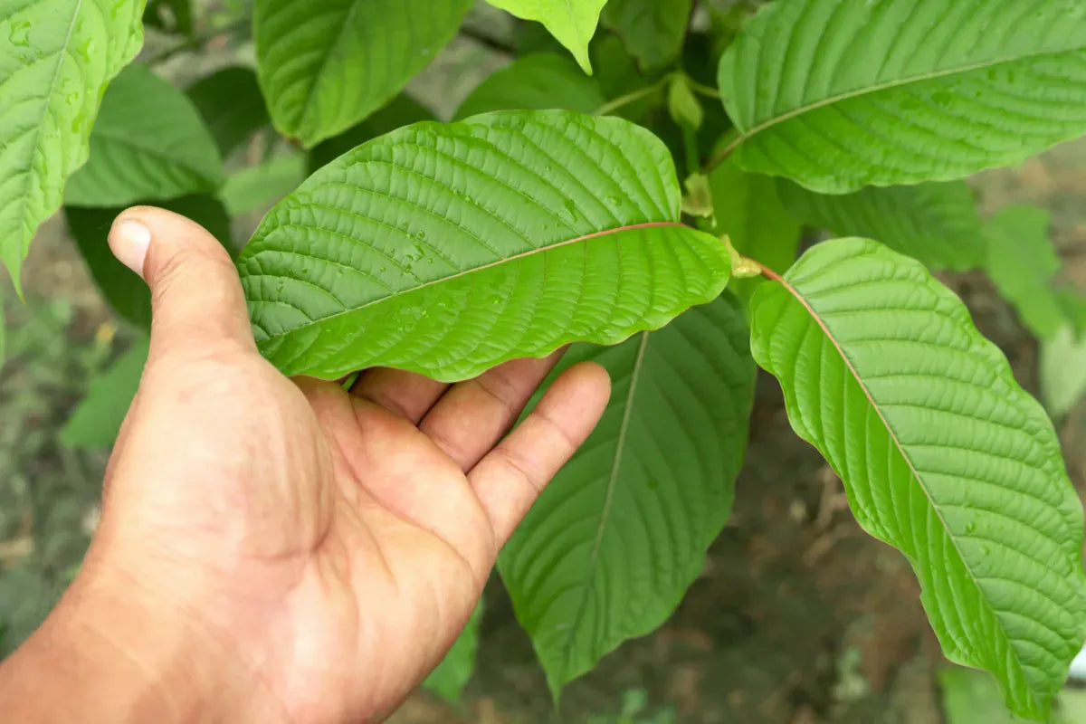 A hand holding a single fresh kratom leaf
