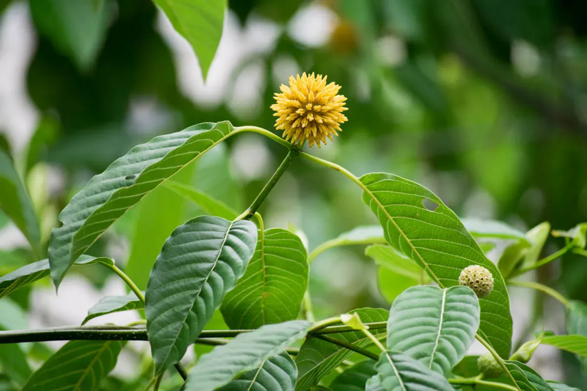 A kratom branch with its round yellow flower head and glossy green leaves