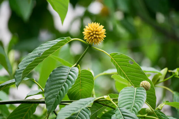 A kratom branch with its round yellow flower head and glossy green leaves